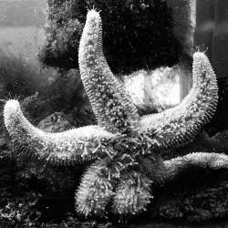 Starfishes cover