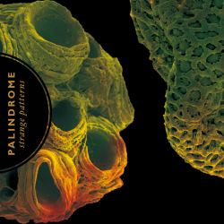 Palindrome - Strange Patterns