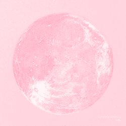 Holly cover