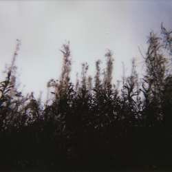 Nebula/Nox / Stills cover